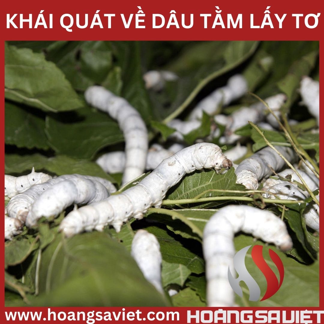 khai-quat-ve-to-tam khai-quat-ve-to-tam