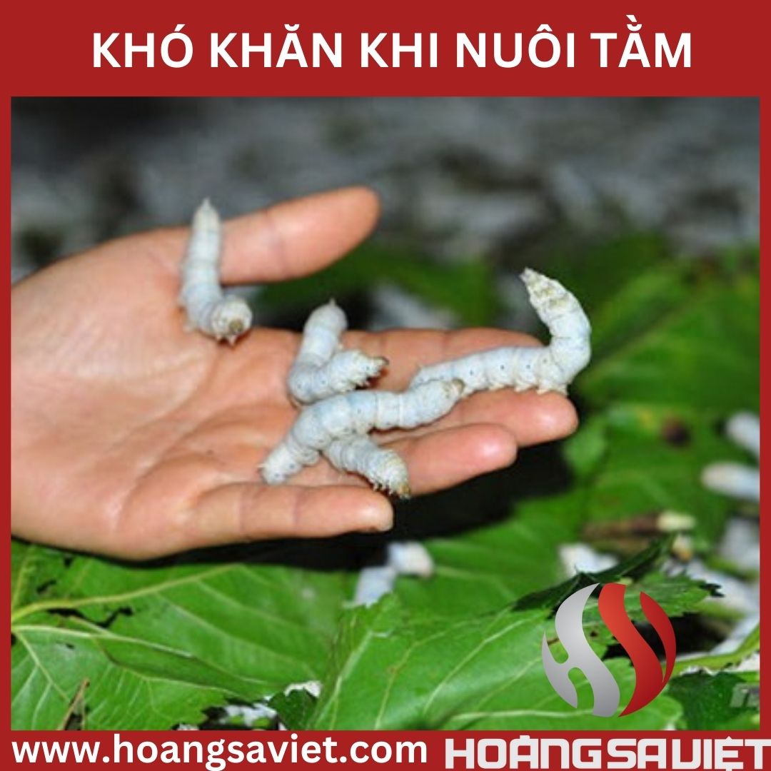 nhung-kho-khan-khi-nuoi-tam nhung-kho-khan-khi-nuoi-tam