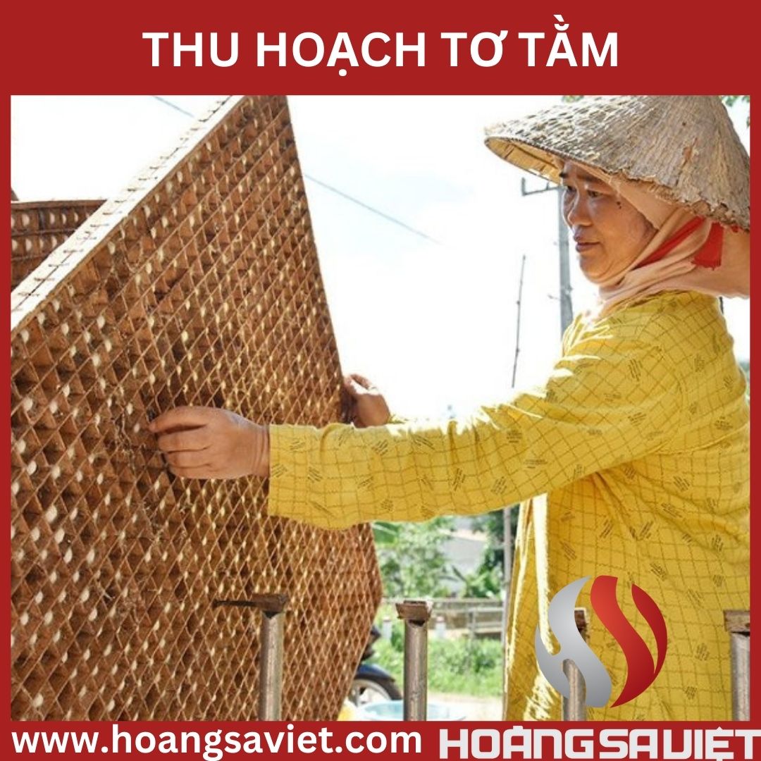 thu hoach to tam