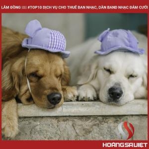 Lâm Đồng ❤️️ #top10 Dịch Vụ Cho Thuê Ban Nhạc, Dàn Band Nhạc Đám Cưới Lâm Đồng ❤️️ #top10 Dịch Vụ Cho Thuê Ban Nhạc, Dàn Band Nhạc Đám Cưới