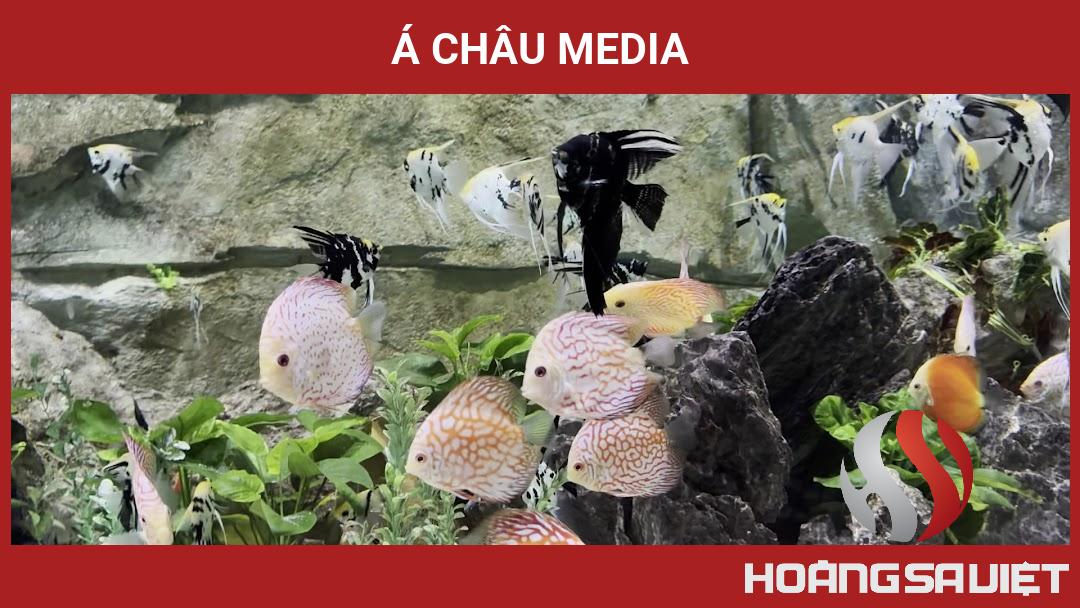 Á Châu Media Á Châu Media