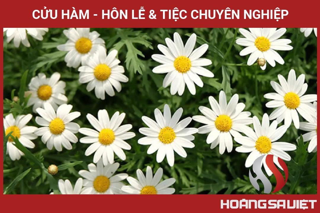 CỬU HÀM - Hôn Lễ & Tiệc Chuyên Nghiệp CỬU HÀM - Hôn Lễ & Tiệc Chuyên Nghiệp