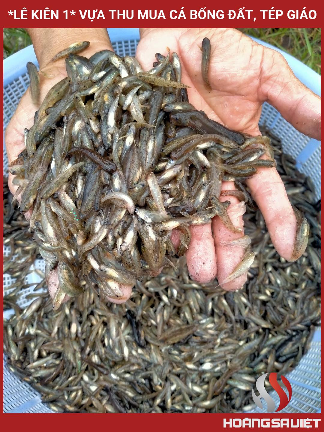 *LÊ KIÊN 1* VỰA THU MUA CÁ BỐNG ĐẤT, TÉP GIÁO *LÊ KIÊN 1* VỰA THU MUA CÁ BỐNG ĐẤT, TÉP GIÁO