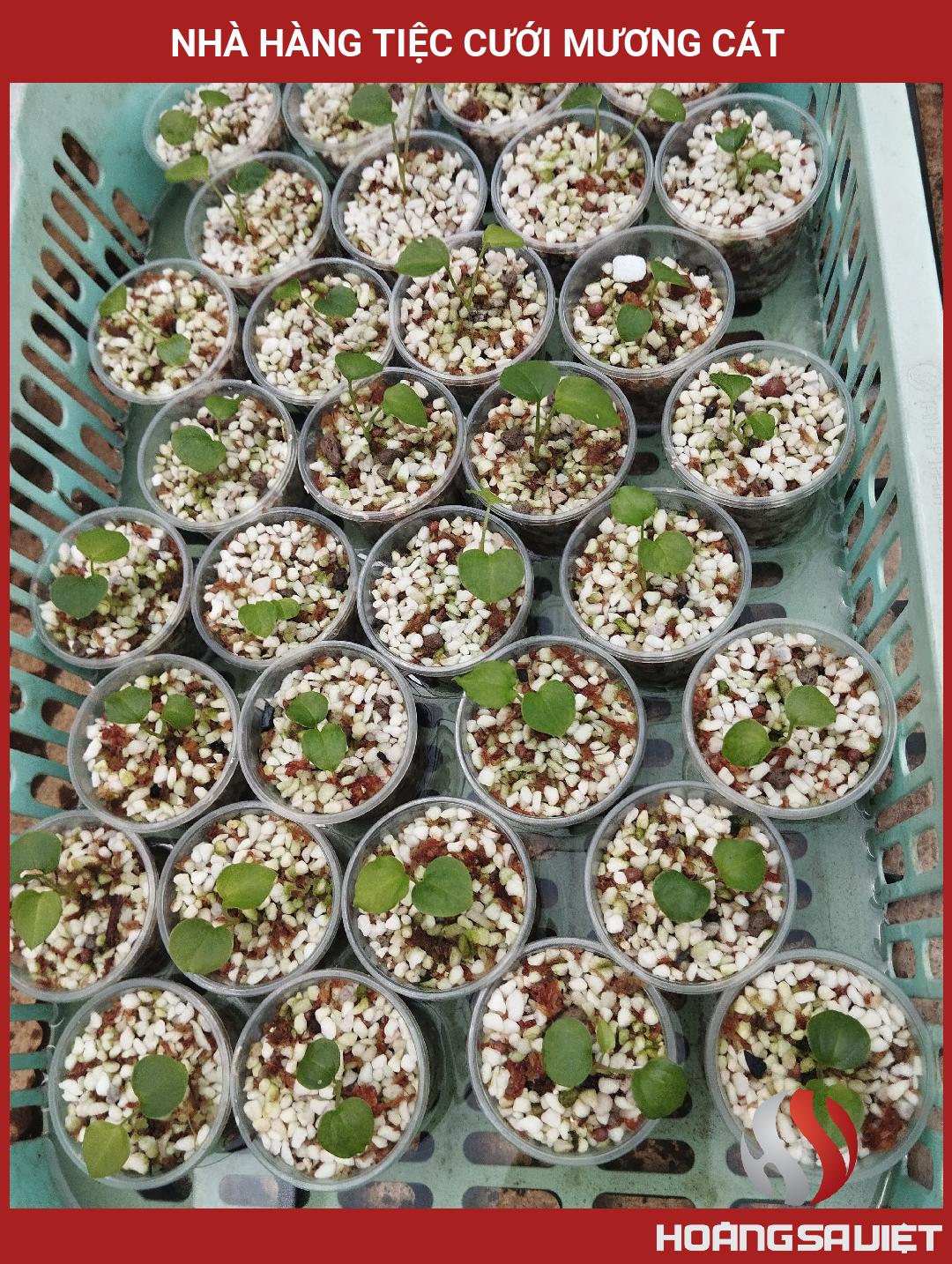 Nhà Hàng Tiệc Cưới Mương Cát Nhà Hàng Tiệc Cưới Mương Cát